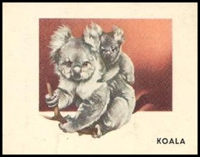 51TAW 105 Koala.jpg